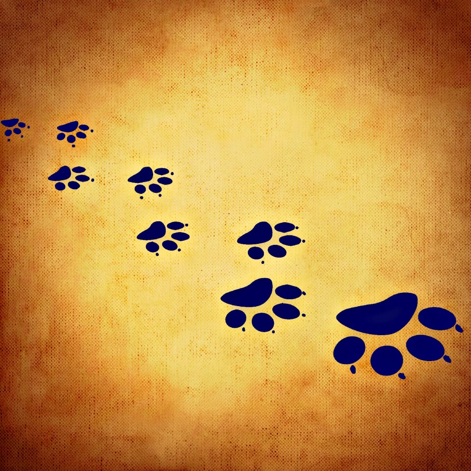 Paws traces paw