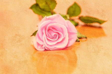 Rose pink rose Free illustrations