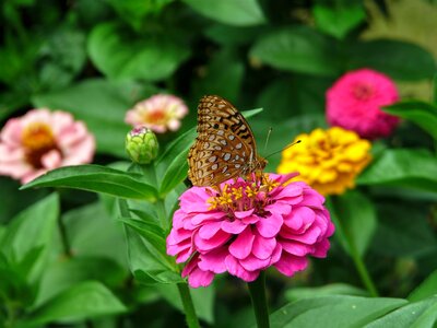 Spring floral blossom