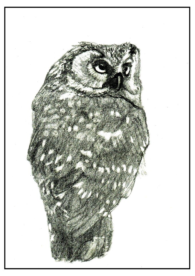 Drawing pencil illustration