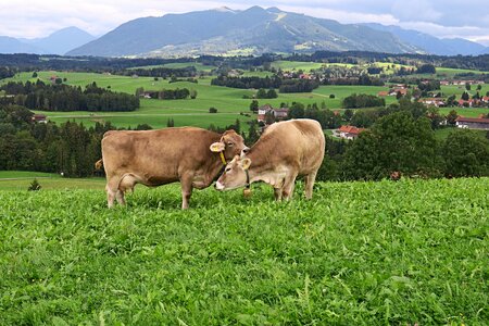Pasture livestock nature