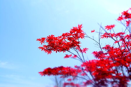 Leaf wood blooms