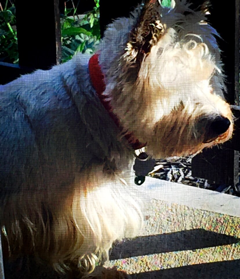 Dog white cute