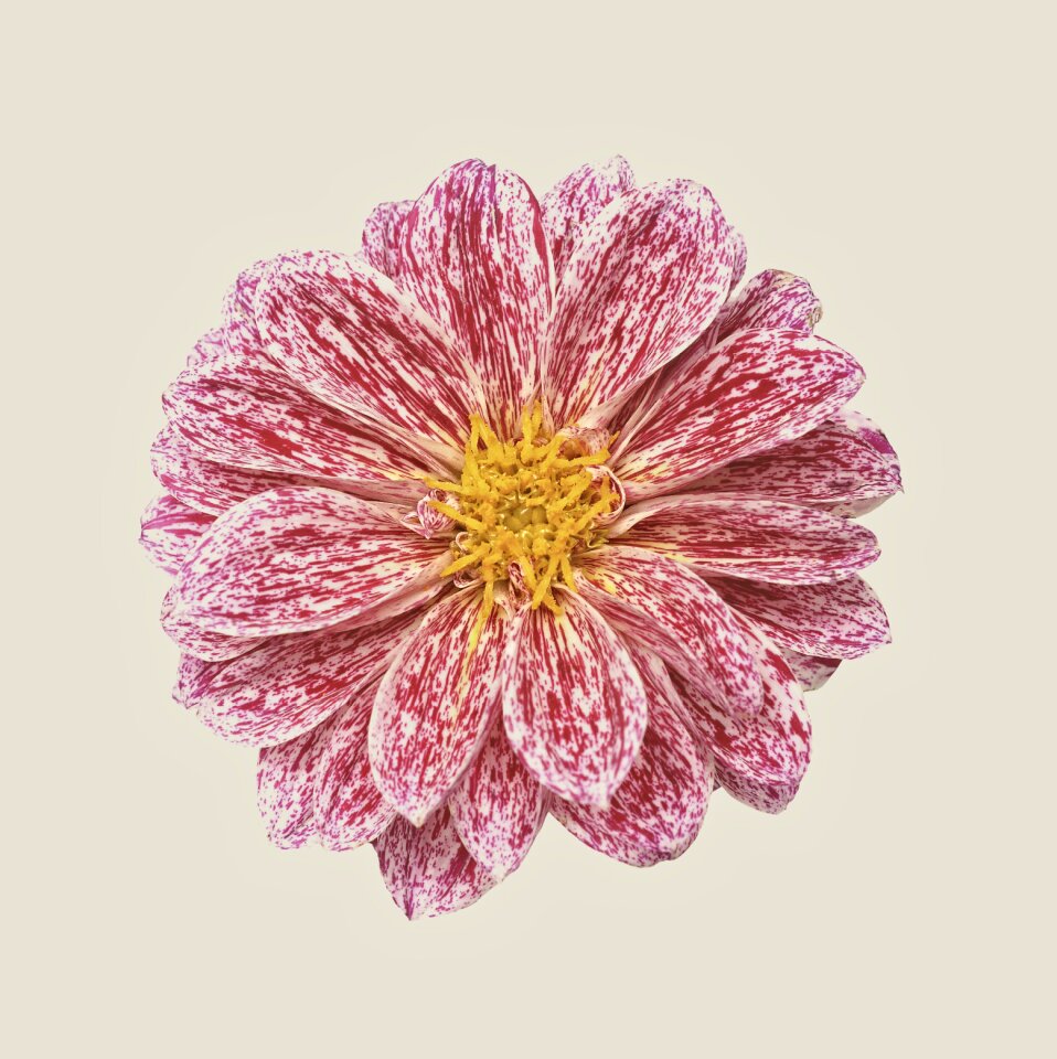 Flower summer nature
