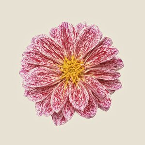Flower summer nature