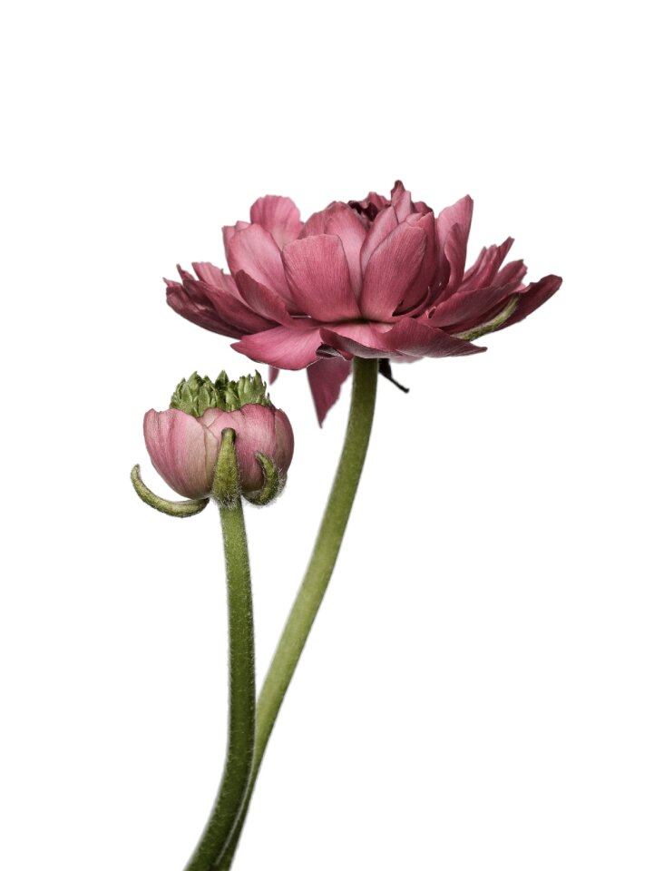Flower spring pink