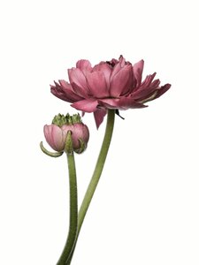 Flower spring pink
