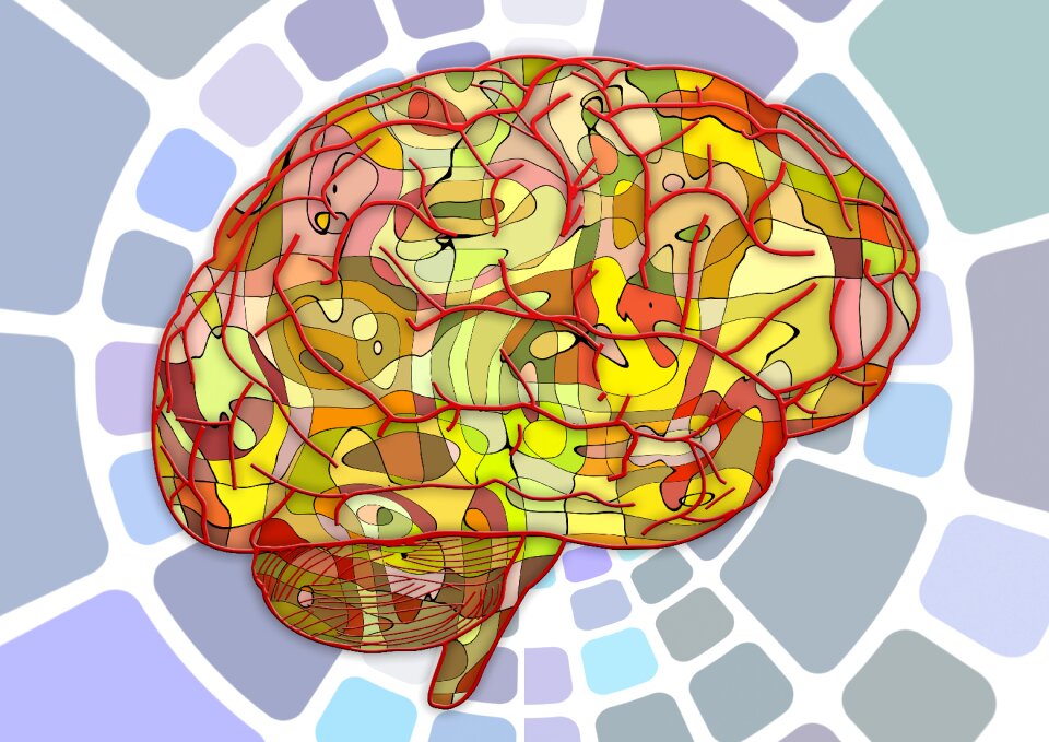 Cerebrum science anatomy
