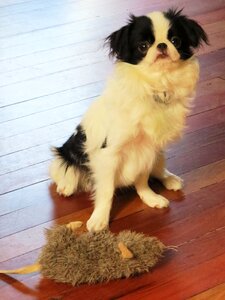 Hairy furry japanese chin