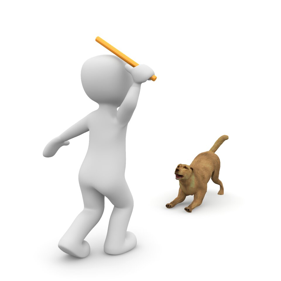 Run leash walk
