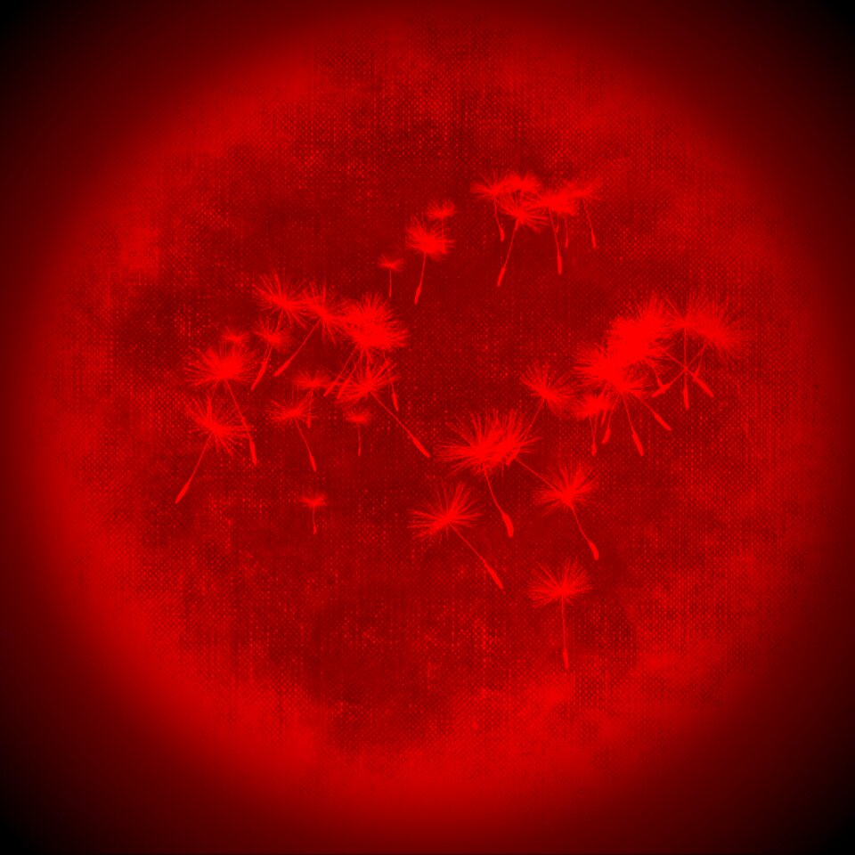 Dandelion color structure