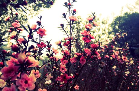 Vintage garden pink