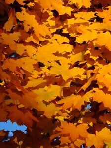 Yellow leaves nature Free illustrations