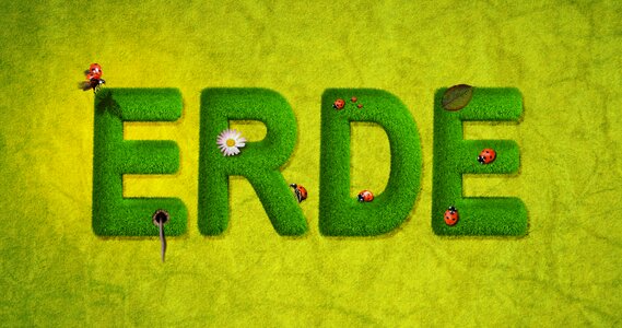 Summer ladybug grass