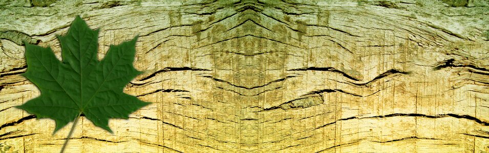 Grain leaf maple