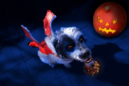 Dog demon Free illustrations