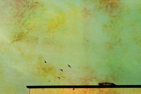Vintage birds flying