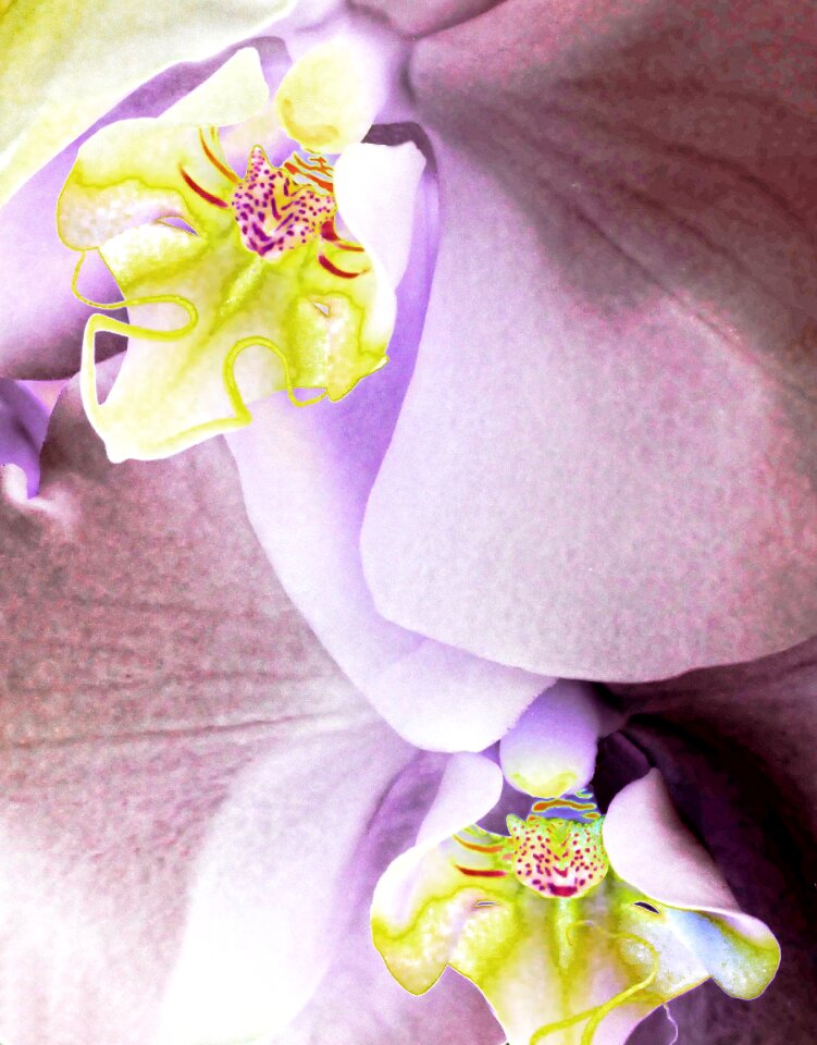 Plant garden macro