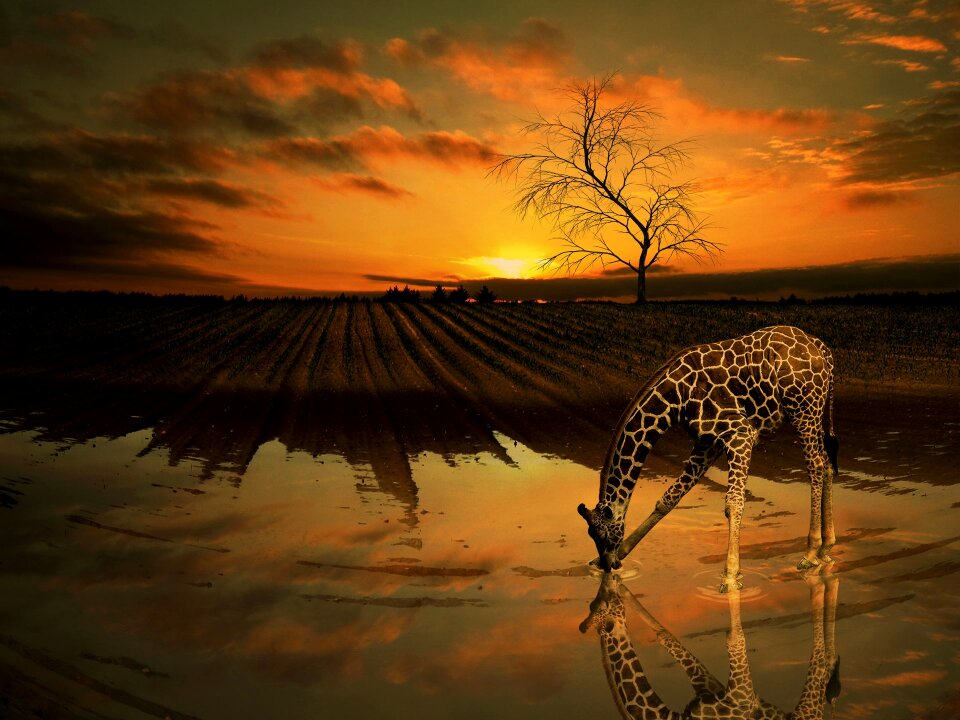 Sunset thirst Free illustrations