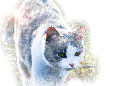 Pets stray animal watch