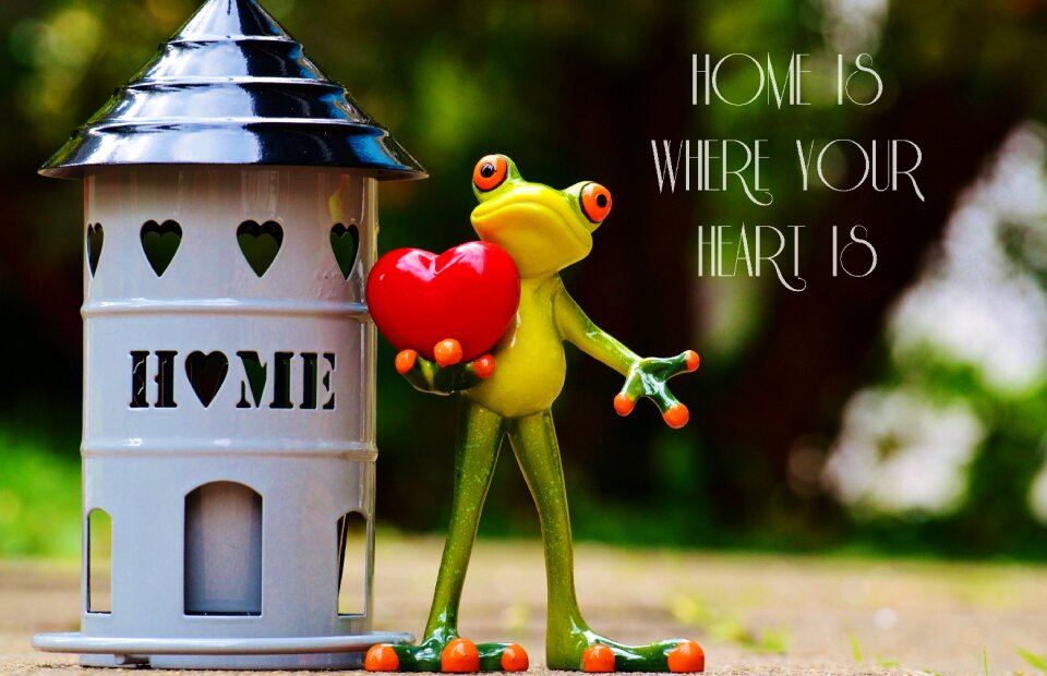 Frog cute decoration