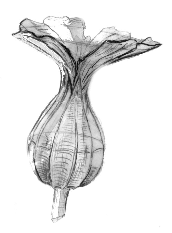 Plant drawing sketch