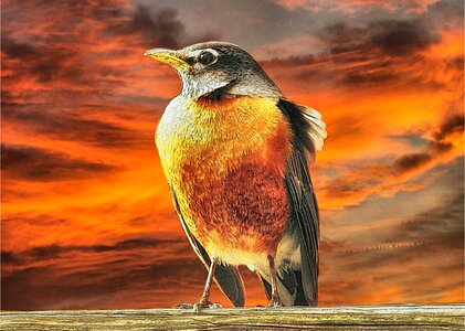 Animal nature orange