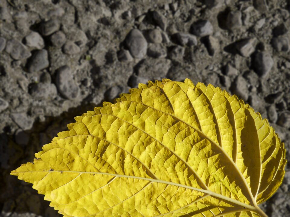 Autumn mulberry Free illustrations