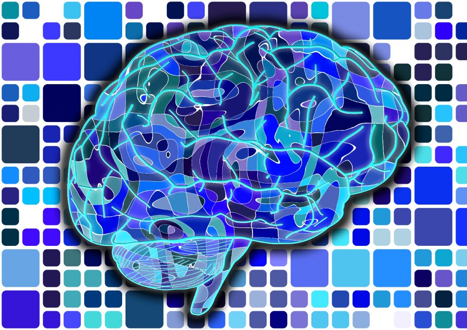 Cerebrum science anatomy