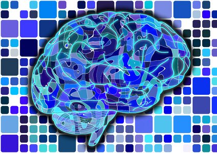 Cerebrum science anatomy