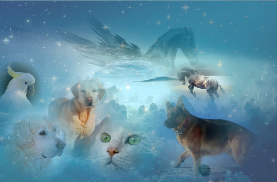 Cat pet white