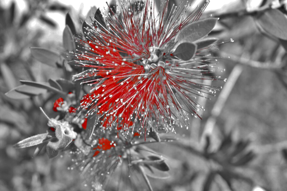 Flower gray red