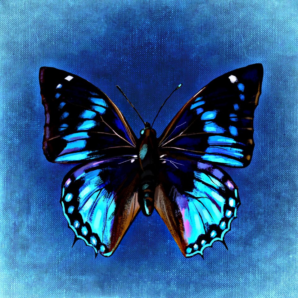 Wing animal color