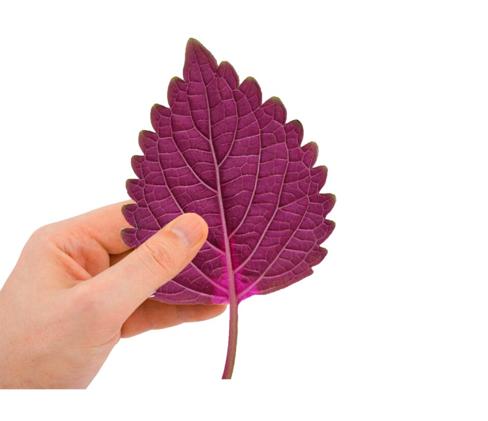 Background illustration red leaves