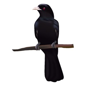 Perched animal black bird