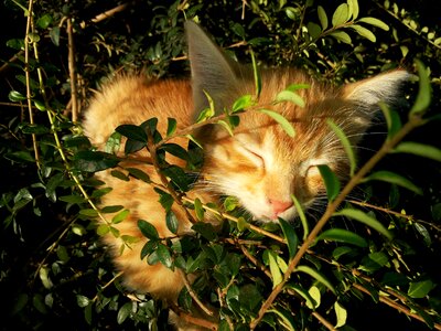 Bush red-headed cat pets