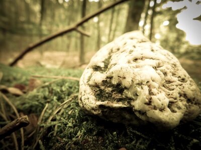 Forest mineral structure