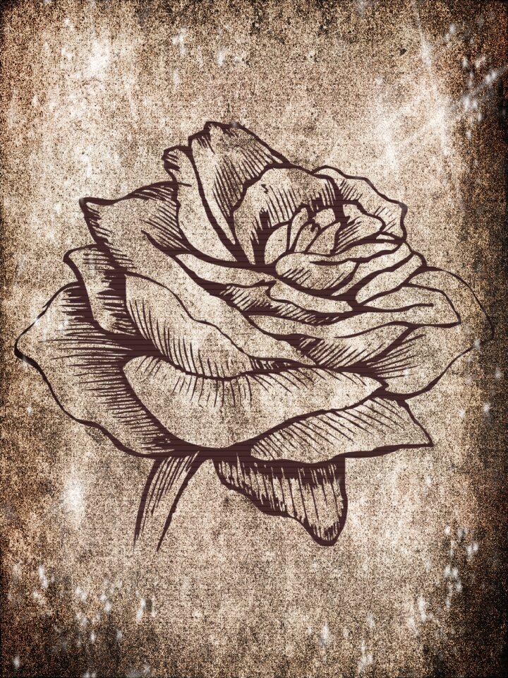 Blossom bloom Free illustrations