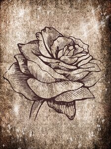 Blossom bloom Free illustrations