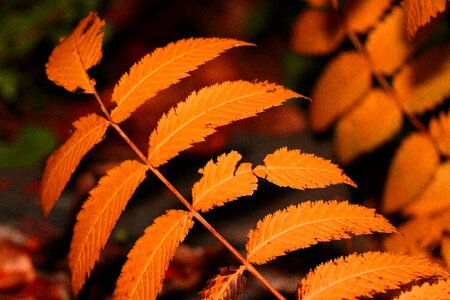 Autumn garden leaf