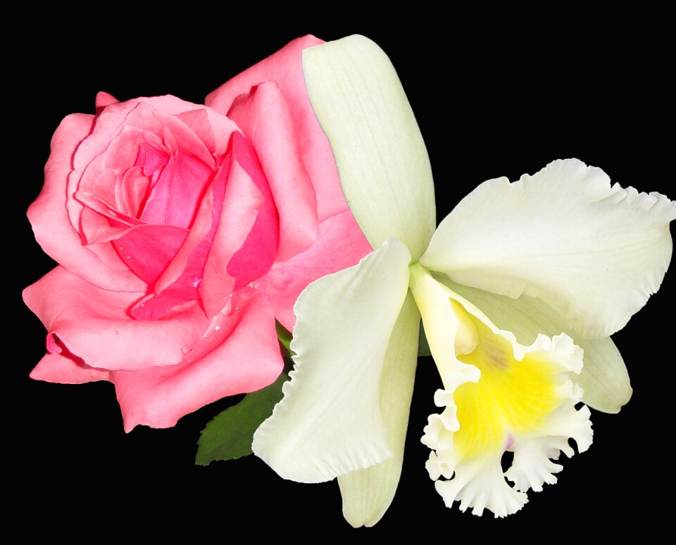 Plant spring white