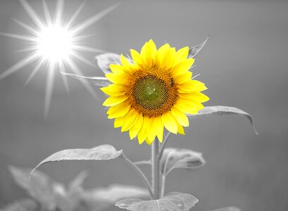 Summer flower gray summer