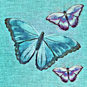 Textile wing insect