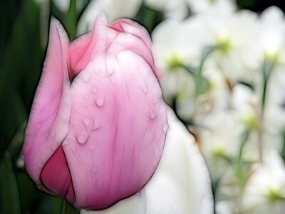 Spring spring flower raindrops