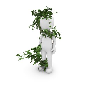 Nature climber plant ivy leaf