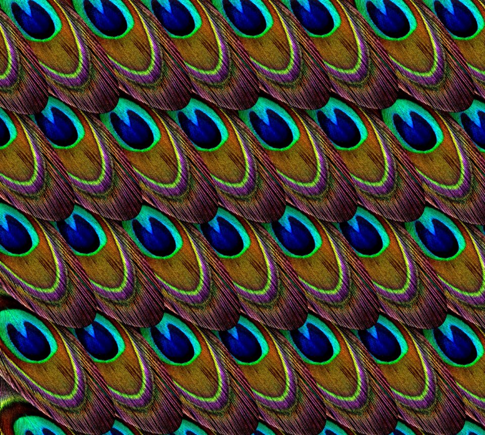 Plumage green blue
