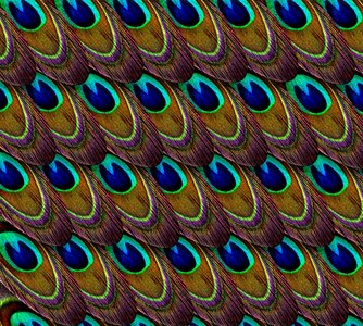 Plumage green blue