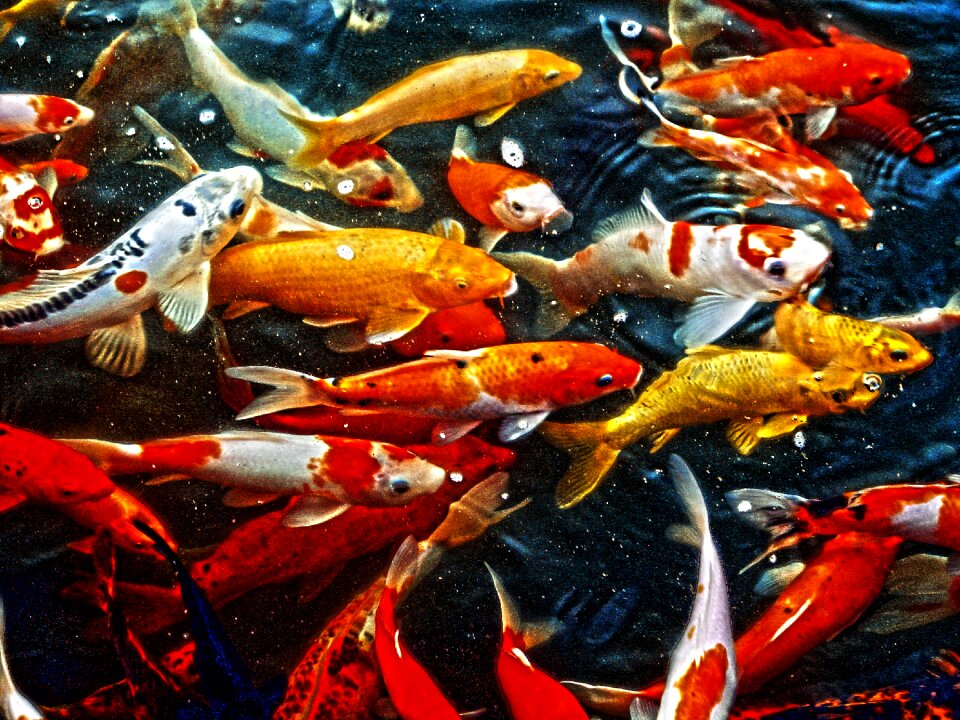 Gold yellow orange