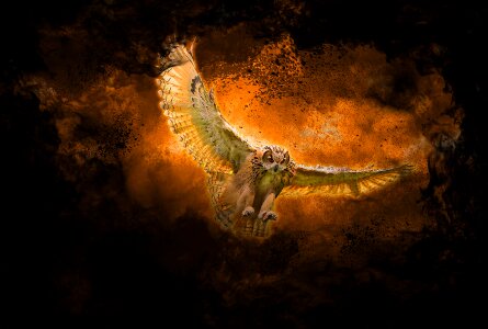 Owl bird of prey color