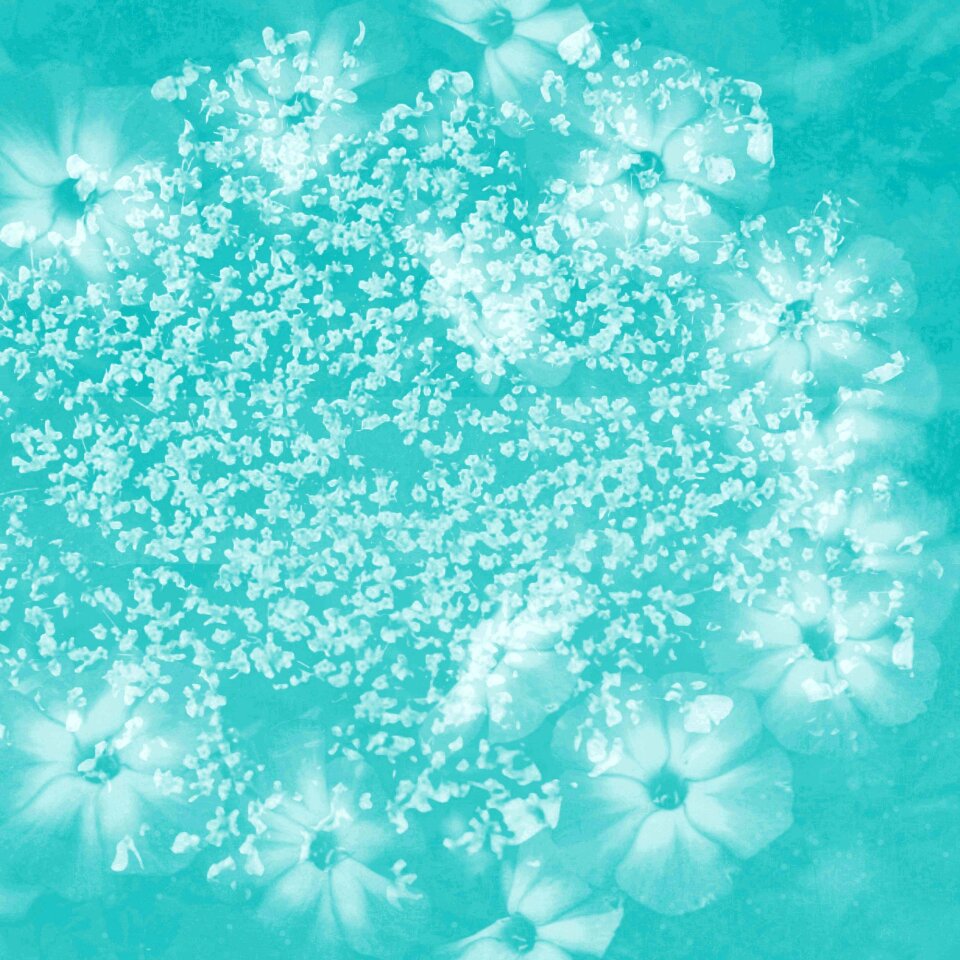 Flower mint Free illustrations